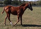Sorrel Colt cow Bred Very Athlet... Quarter Horse Stallion