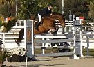 Casmir Z (Carthago Z) X Oklund Hanoverian Gelding