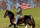 Cactus Jack - Gelding in McKee, KY Cactus Jack - Gelding in McKee, KY