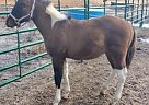 Paint - Horse for Sale in Blanchard, ID 83804