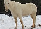 - Mare in Blanchard, ID - Mare in Blanchard, ID