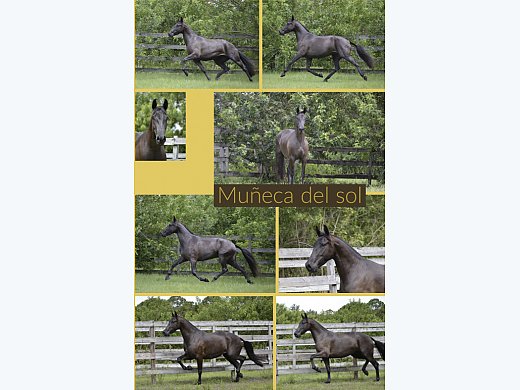 Black Andalusian Mare