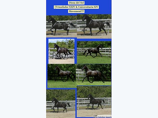Black Elite PRE Mare
