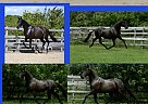 Andalusian - Horse for Sale in VERO BEACH, FL 32967