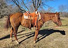 Quarter Horse - Horse for Sale in Kearney, NE 68847-41 Quarter Horse - Horse for Sale in Kearney, NE 68847-41