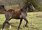 Half Arabian - Horse for Sale in Hollywood, SC 29449