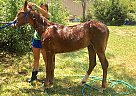 Chestnut Colt for Sale Mac