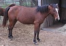 Ember - Mare in Aquilla, TX Ember - Mare in Aquilla, TX