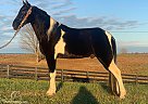 Titus - Gelding in Yosemite, KY Titus - Gelding in Yosemite, KY