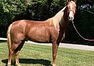 Pride - Gelding in Brownsville, KY Pride - Gelding in Brownsville, KY