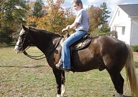 Rocky Mountain (Rocky Mountain, Stallion) in Cream Ridge, NJ