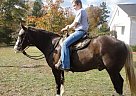 Rocky Mountain - Horse for Sale in Cream Ridge, NJ 