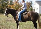 Rocky Mountain - Horse for Sale in Cream Ridge, NJ Rocky Mountain - Horse for Sale in Cream Ridge, NJ