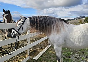 Andalusian / PRE (Andalusian / PRE, Gelding) in CA