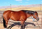 Quarter Horse - Horse for Sale in Doyle, CA 96109