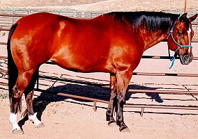 Horse (Quarter Horse, Mare) in Doyle, CA