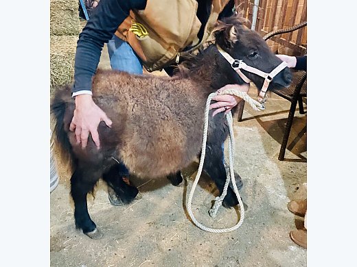 Mini Grulla Pony