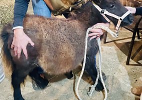 Miniature Horse (Miniature Horse, Mare) in Connersville, IN