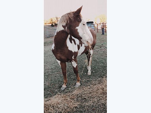 Paint Gelding