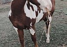 Paint - Horse for Sale in Valdese, NC 28612