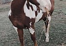 Paint - Horse for Sale in Valdese, NC 28612 Paint - Horse for Sale in Valdese, NC 28612