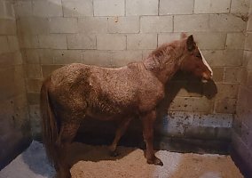 Quarter Horse (Quarter Horse, Mare) in Connersville, IN