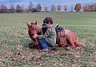 Pony - Horse for Sale in Woodburn, KY 42170 Pony - Horse for Sale in Woodburn, KY 42170