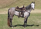 Tennessee Walking - Horse for Sale in Tompkinsville, KY 42167 Tennessee Walking - Horse for Sale in Tompkinsville, KY 42167