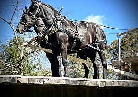 Draft (Percheron, Belgian, Clydesdale, Shire) (Draft (Percheron, Belgian, Clydesdale, Shire), Gelding) in Dunnville, KY