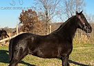 Tennessee Walking - Horse for Sale in Somerset, KY 42501