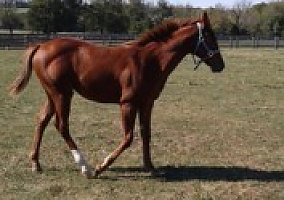 Quarter Horse (Quarter Horse, Stallion) in Kansas City, MO