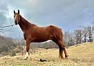 Tennessee Walking - Horse for Sale in Canton, TN 28716 Tennessee Walking - Horse for Sale in Canton, TN 28716