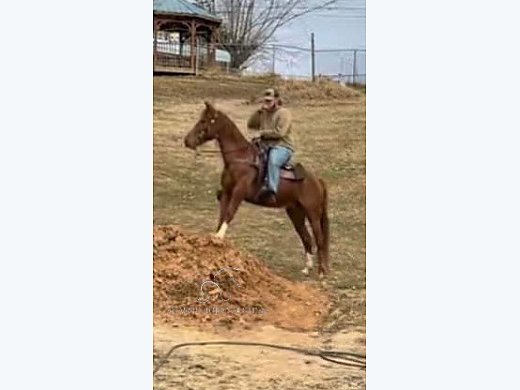 Sorrel TWH Gelding