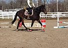 with wings - Mare in Rock Creek, OH with wings - Mare in Rock Creek, OH