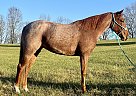 Tennessee Walking - Horse for Sale in McKee, KY 40447