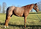 Tennessee Walking - Horse for Sale in McKee, KY 40447 Tennessee Walking - Horse for Sale in McKee, KY 40447