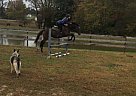 Willow - Mare in Lexington, KY Willow - Mare in Lexington, KY