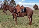 Quarter Horse - Horse for Sale in Woodburn, KY 42170 Quarter Horse - Horse for Sale in Woodburn, KY 42170