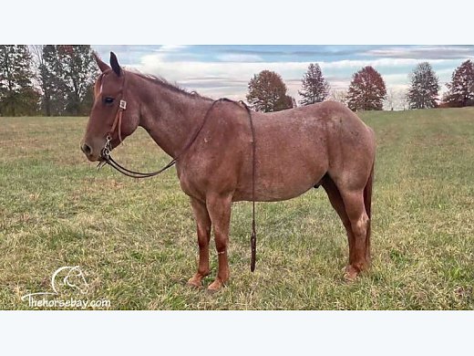 Trail Ranch Quarter Horse