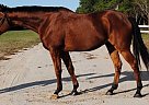 Thoroughbred - Horse for Sale in Eglin Afb, FL 32542