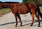 Thoroughbred - Horse for Sale in Eglin Afb, FL 32542 Thoroughbred - Horse for Sale in Eglin Afb, FL 32542