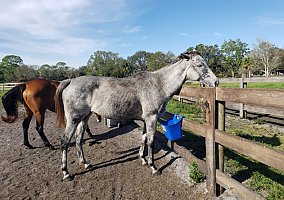 Thoroughbred (Thoroughbred, Mare) in Indiantown, FL