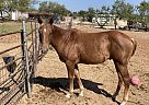 Horse - Gelding in Cross PlainsCross plains, TX Horse - Gelding in Cross PlainsCross plains, TX