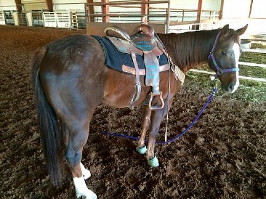 5 yr old Dash TA Fame Gelding