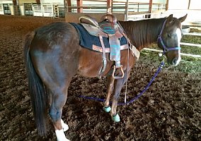Quarter Horse (Quarter Horse, Gelding) in Carlsbad, NM