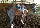 5 yr old Dash TA Fame Gelding Quarter Horse Gelding