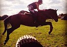 Beautiful Superstar 16.1hh TB Ge... Thoroughbred Gelding