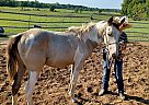 Paint - Horse for Sale in Cambridge City, IN 47327 Paint - Horse for Sale in Cambridge City, IN 47327