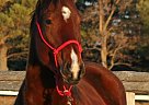 Chrome - Mare in Brandon, MB Chrome - Mare in Brandon, MB