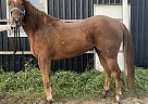 Mr - Gelding in Gilford, ON Mr - Gelding in Gilford, ON